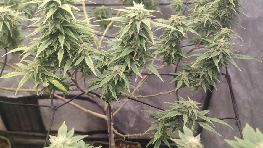 14-14 Amnesia Fast CBD "GB Strains" FEM