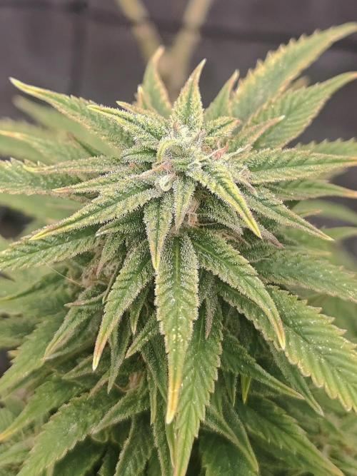 14-14 Amnesia Fast CBD "GB Strains" FEM. Week 22