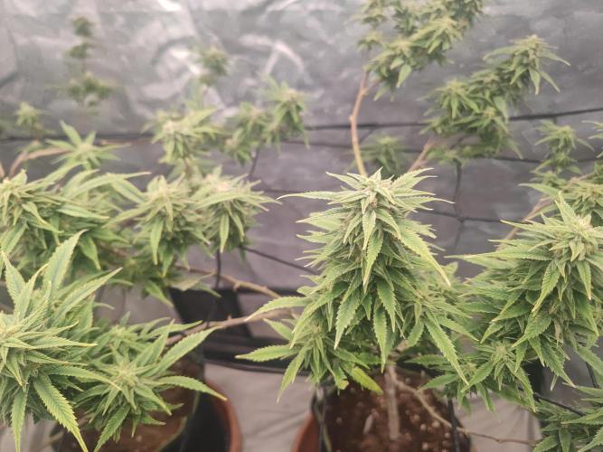 14-14 Amnesia Fast CBD "GB Strains" FEM. Week 22