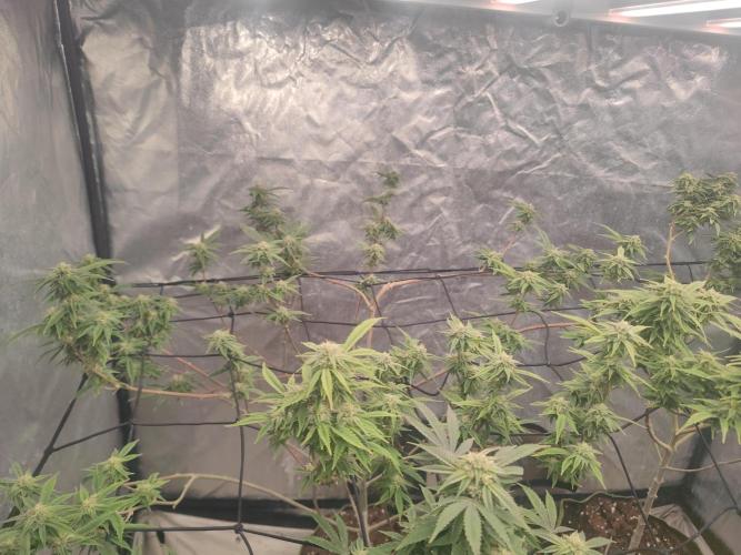 14-14 Platinum OG "GB Strains" FEM. Week 22