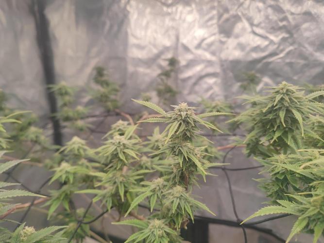 14-14 Platinum OG "GB Strains" FEM. Week 22