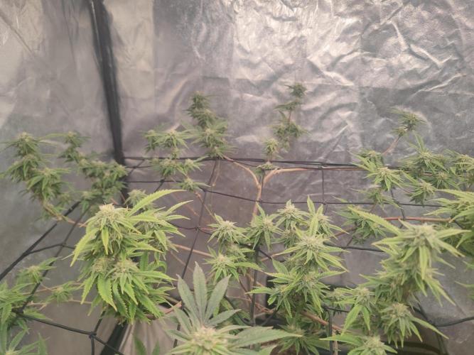 14-14 Platinum OG "GB Strains" FEM. Week 22