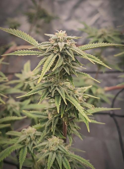 14-14 Platinum OG "GB Strains" FEM. Week 22