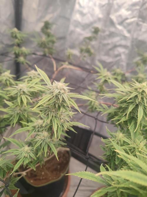14-14 Platinum OG "GB Strains" FEM. Week 22
