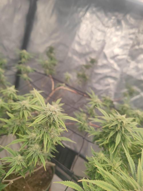 14-14 Platinum OG "GB Strains" FEM. Week 22