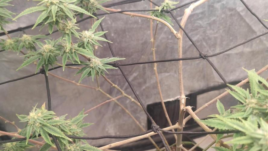 14-14 Platinum OG "GB Strains" FEM