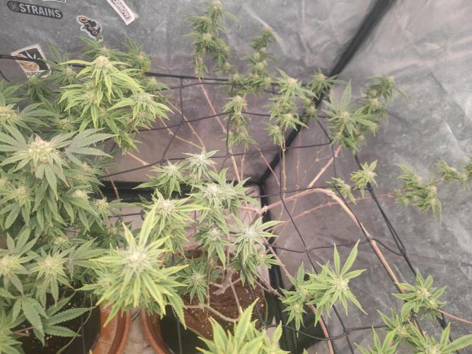 14-14 Platinum OG "GB Strains" FEM. Week 22