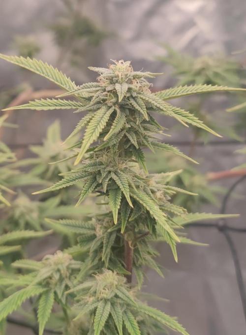 14-14 Platinum OG "GB Strains" FEM. Week 22