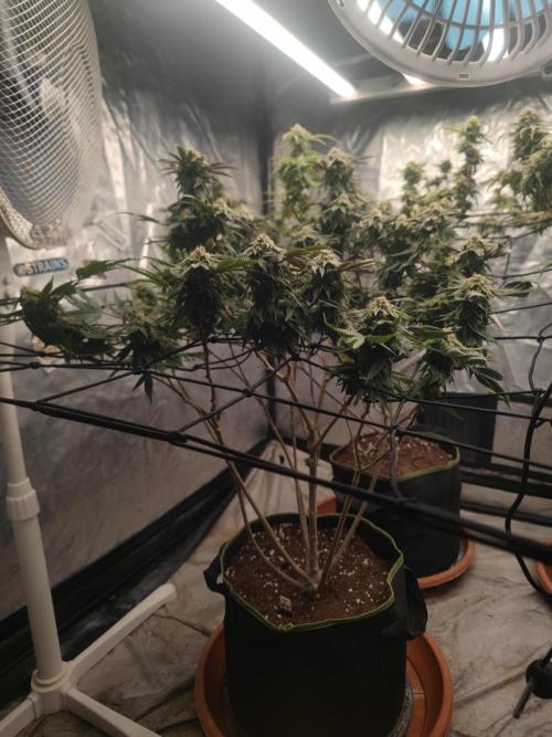 14-14 Blue Zushi L.E. "Grower Choice". Week 23