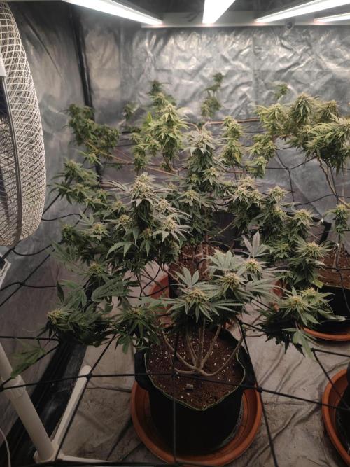 14-14 Blue Zushi L.E. "Grower Choice". Week 23