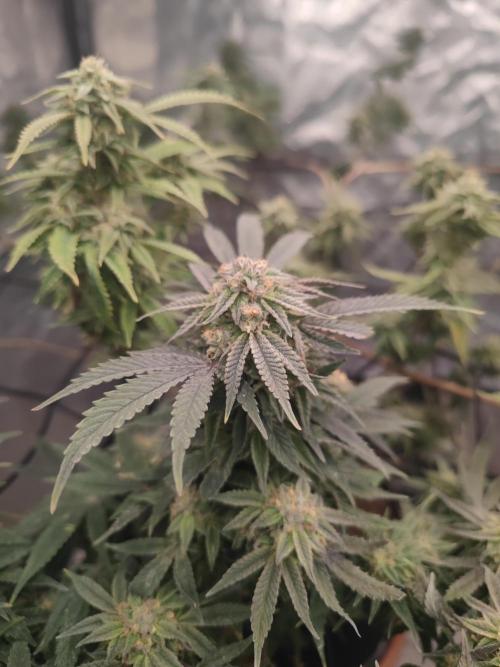 14-14 Blue Zushi L.E. "Grower Choice". Week 23