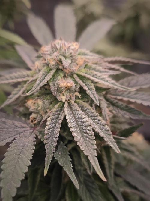 14-14 Blue Zushi L.E. "Grower Choice". Week 23