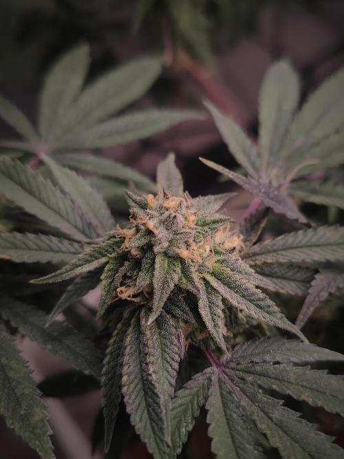 14-14 Blue Zushi L.E. "Grower Choice". Week 23