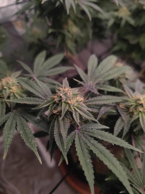 14-14 Blue Zushi L.E. "Grower Choice". Week 23