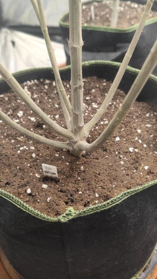 14-14 Blue Zushi L.E. "Grower Choice"