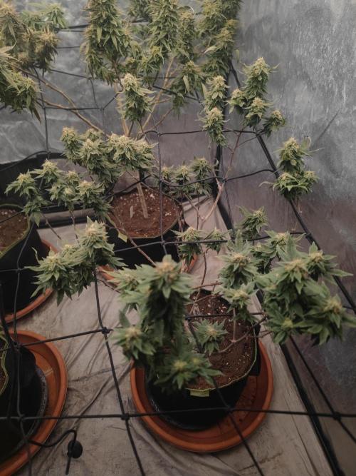 14-14 Tropimango "Philosopher Seeds" FEM. Week 23