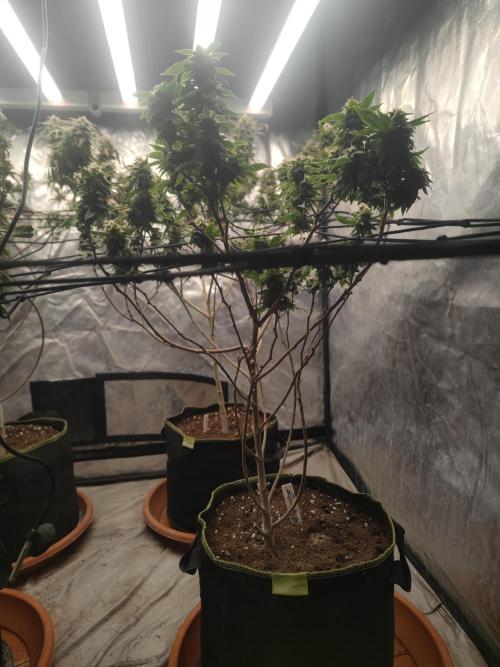 14-14 Tropimango "Philosopher Seeds" FEM. Week 23