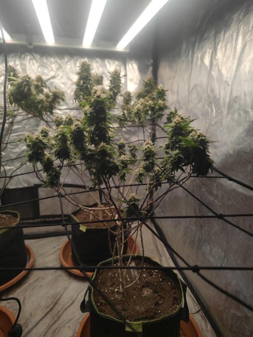 14-14 Tropimango "Philosopher Seeds" FEM. Week 23