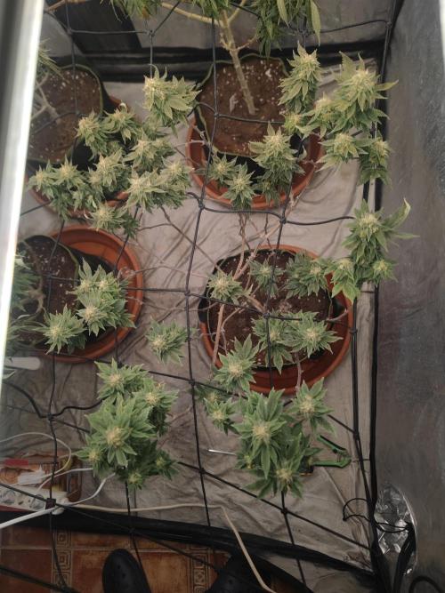 14-14 Tropimango "Philosopher Seeds" FEM. Week 23