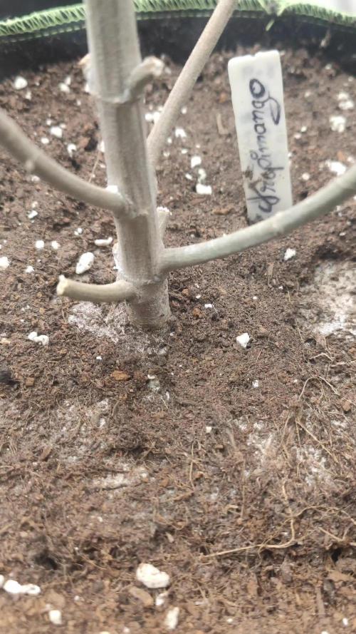 14-14 Tropimango "Philosopher Seeds" FEM