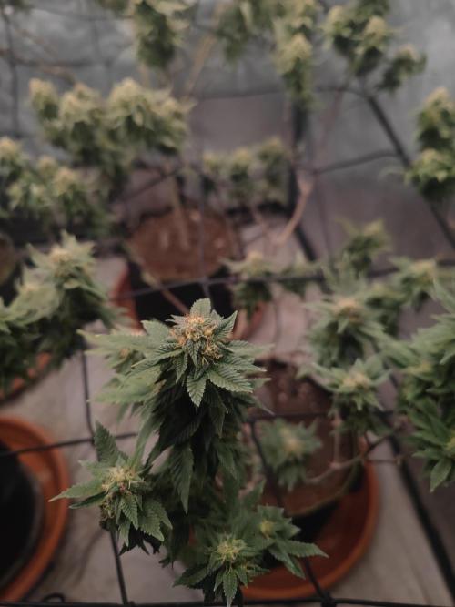 14-14 Tropimango "Philosopher Seeds" FEM. Week 23