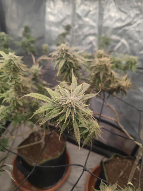 14-14 Amnesia Fast CBD "GB Strains" FEM. Week 23