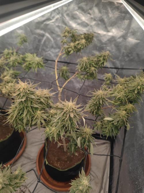 14-14 Amnesia Fast CBD "GB Strains" FEM. Week 23