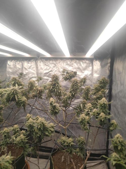 14-14 Amnesia Fast CBD "GB Strains" FEM. Week 23