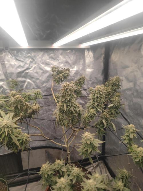 14-14 Amnesia Fast CBD "GB Strains" FEM. Week 23