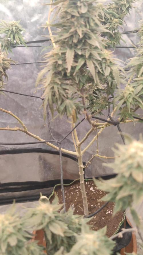 14-14 Amnesia Fast CBD "GB Strains" FEM