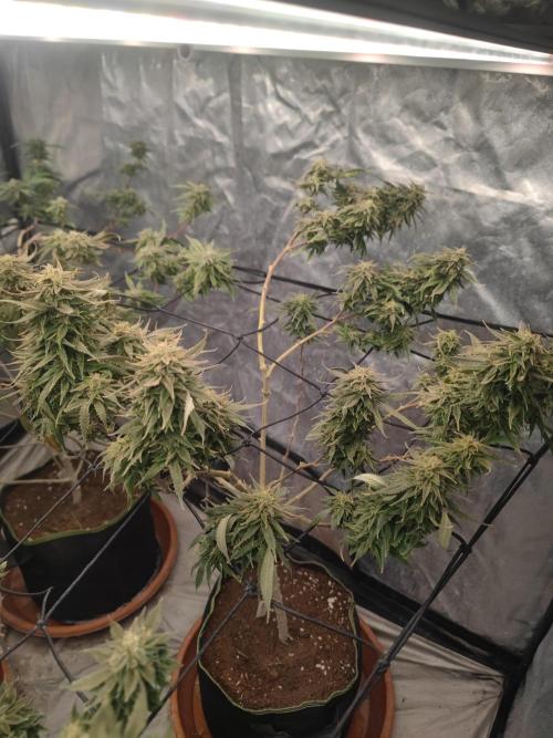 14-14 Amnesia Fast CBD "GB Strains" FEM. Week 23