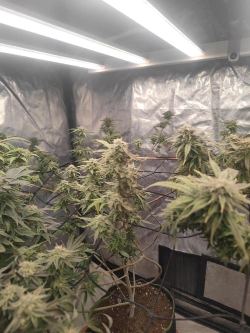 14-14 Platinum OG "GB Strains" FEM. Week 23