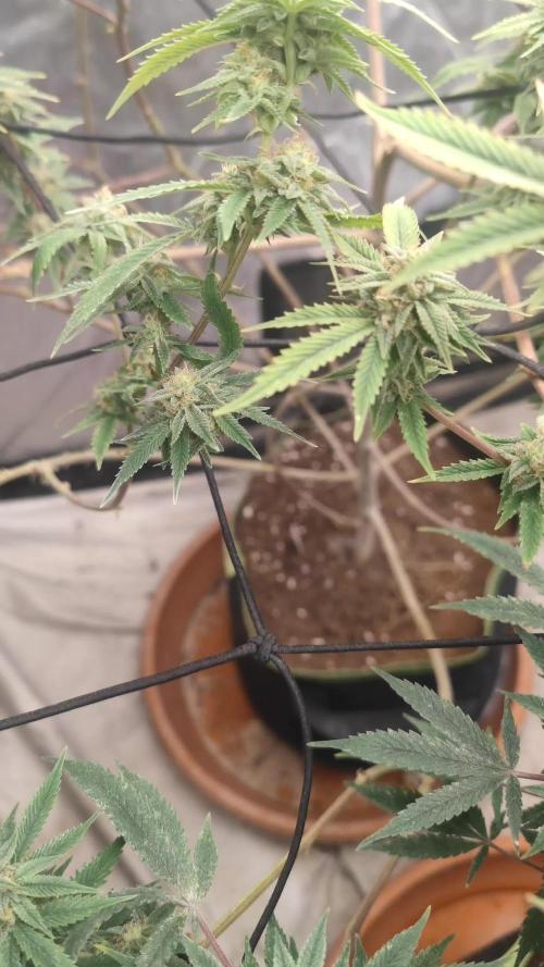 14-14 Platinum OG "GB Strains" FEM