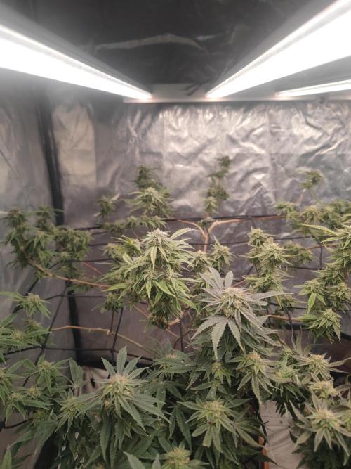 14-14 Platinum OG "GB Strains" FEM. Week 23