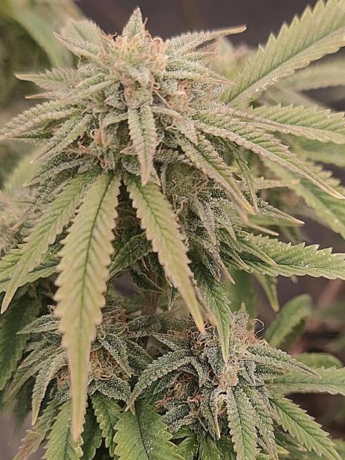 14-14 Platinum OG "GB Strains" FEM. Week 23