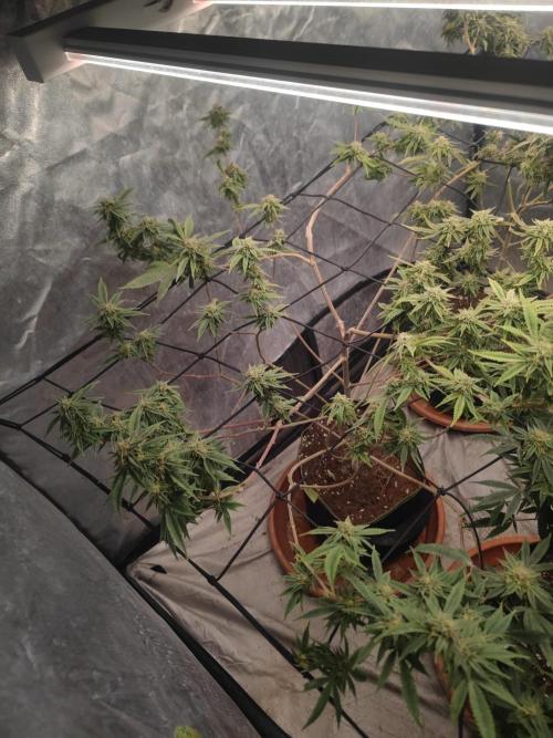 14-14 Platinum OG "GB Strains" FEM. Week 23