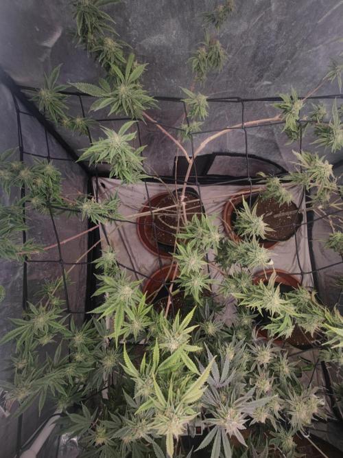 14-14 Platinum OG "GB Strains" FEM. Week 23