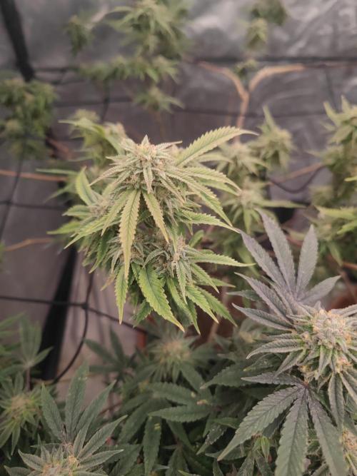 14-14 Platinum OG "GB Strains" FEM. Week 23