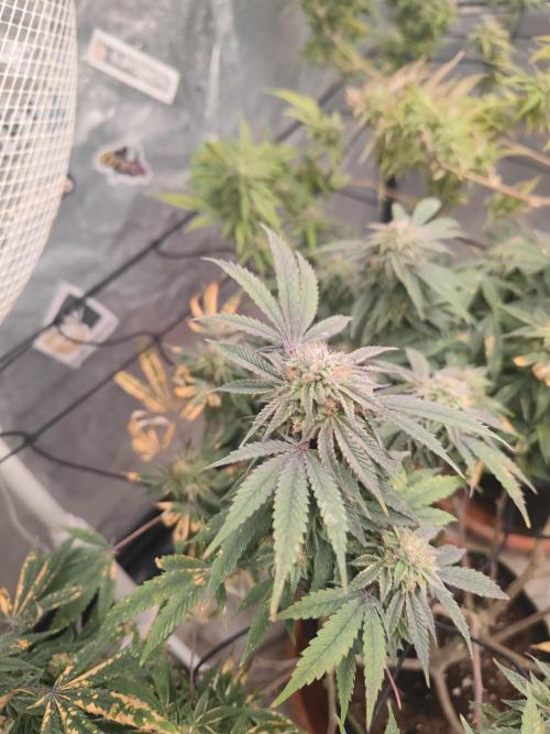 14-14 Blue Zushi L.E. "Grower Choice". Week 24