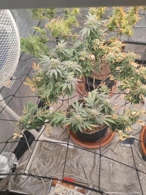 14-14 Blue Zushi L.E. "Grower Choice". Week 24