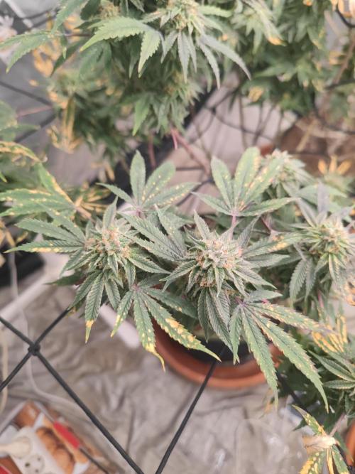 14-14 Blue Zushi L.E. "Grower Choice". Week 24