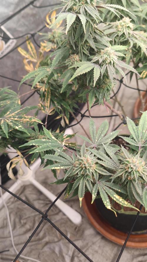 14-14 Blue Zushi L.E. "Grower Choice"