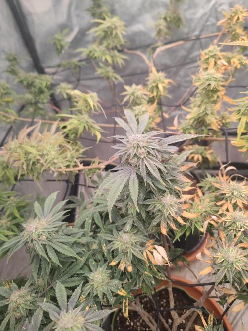 14-14 Blue Zushi L.E. "Grower Choice". Week 24