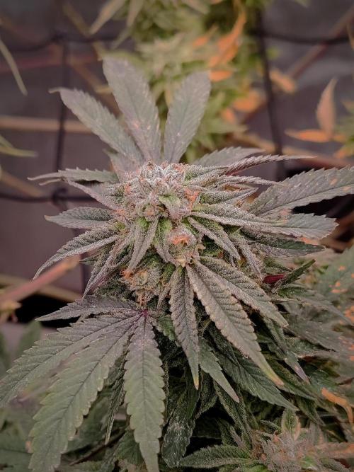 14-14 Blue Zushi L.E. "Grower Choice". Week 24
