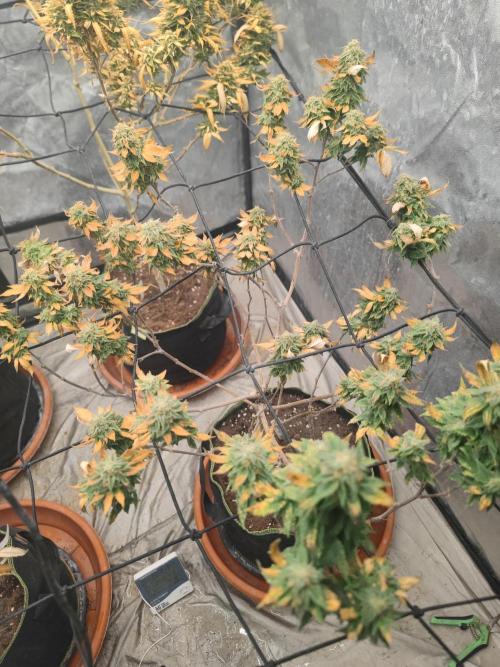 14-14 Tropimango "Philosopher Seeds" FEM. Week 24