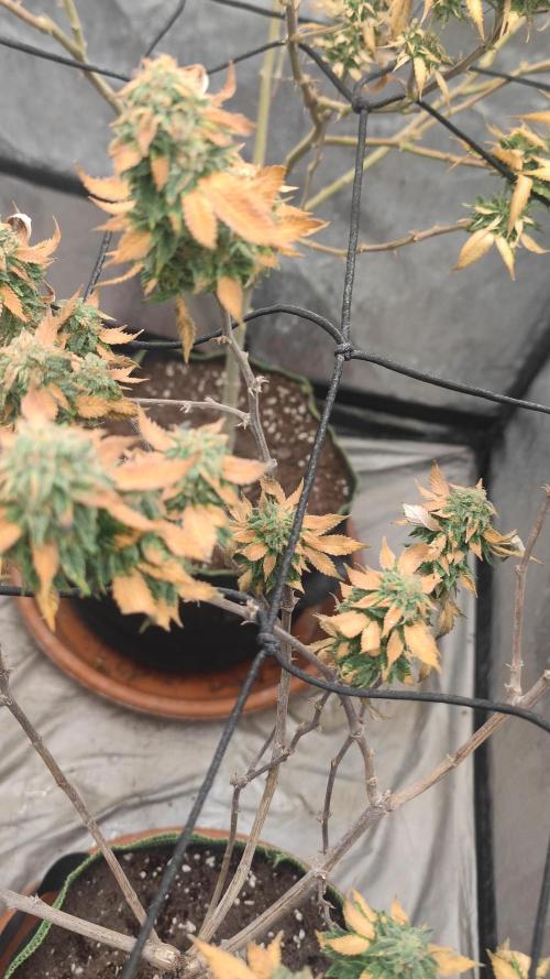 14-14 Tropimango "Philosopher Seeds" FEM