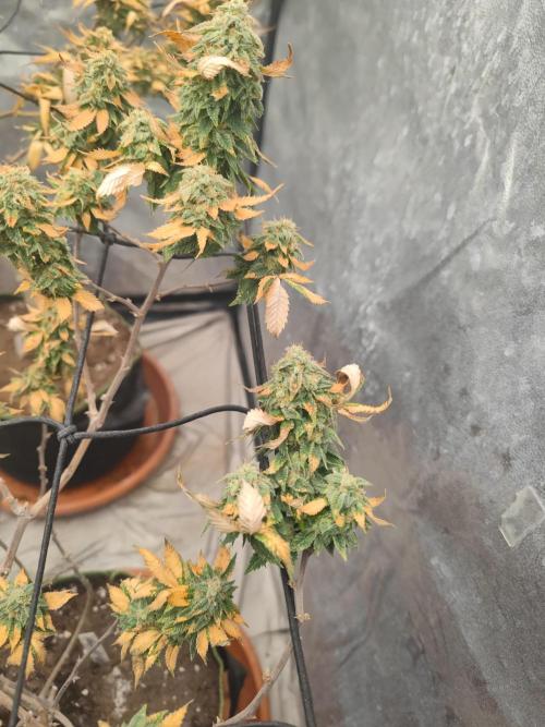 14-14 Tropimango "Philosopher Seeds" FEM. Week 24