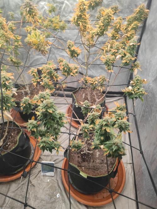 14-14 Tropimango "Philosopher Seeds" FEM. Week 24