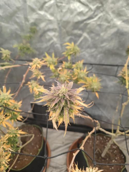 14-14 Amnesia Fast CBD "GB Strains" FEM. Week 24