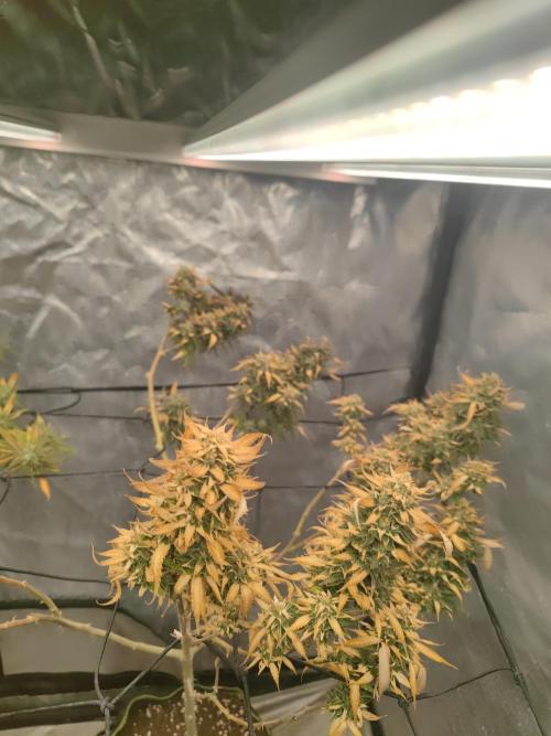 14-14 Amnesia Fast CBD "GB Strains" FEM. Week 24